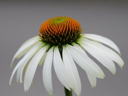 Echinacea weiss